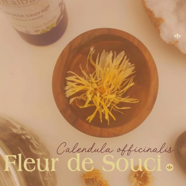 🌼 La fleur de souci (calendula officinalis).

Celle que j'ai adoré cultiver facilement, cueillir et celle que j'adore travailler lors de mes soins aux plantes.

Éclatante de par sa couleur, elle l'est tout autant par ses vertus: anti-inflammatoire, bactéricide, fongicide, désinfectante, stimulante lymphatique,... C'est une excellente régénératrice des peaux fragilisées (rougeurs, irritations, acné, psoriasis, eczéma,...) et des muqueuses. Elle aide à "faire circuler les choses", à faciliter l'évacuation en cas de toxines et/ou infection présente.s. En complément du soin GuaSha, par exemple, c'est un bijou! 

Associée au plexus solaire (chaleur, compassion, bienveillance,...), c'est la fleur que j'adore travailler dans mes soins aux plantes depuis le début de Beauté Engagée, en macérât huileux et en cataplasme. Elle contient des mucilages qui retiennent l'eau absorbée par la plante, qui ont tendance à se "gélifier", ce qui lui donne des propriétés hydratantes et adoucissent son utilisation.🌼

Une pépite botanique parmi tant d'autres à retrouver dans vos soins conscients.🤲

#soinsconscients #soinsengagés #soinsholistiques #beautesante #soinsauxplantes #beauteengagee #facialiste #facialistecorse